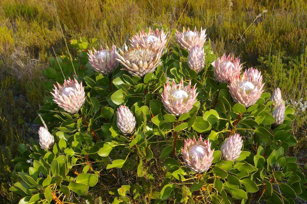 Grootbos Private Nature Reserve Hotell Gansbaai Exteriör bild